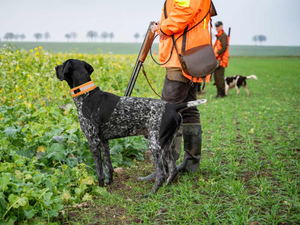 Jagdhund neben Jäger