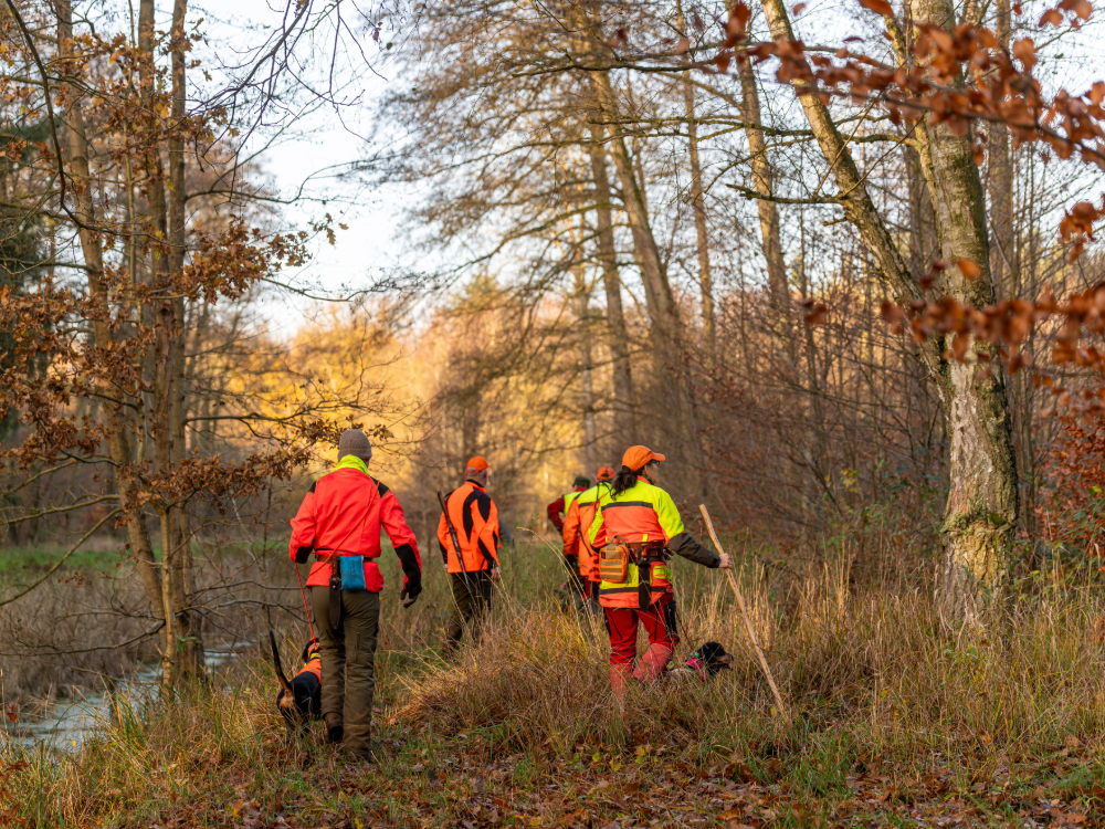 Dr&uuml;ckjagd f&uuml;r Jungj&auml;ger mit erfahrenen J&auml;gern im Herbstwald
